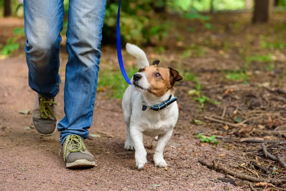 Dog walker on a sunny walk