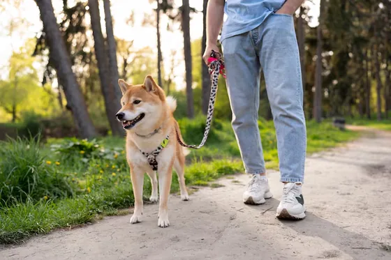 Small dog on a sunny path