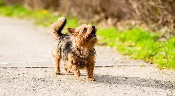 Pug on lead