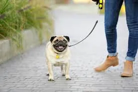 Dog walking with owner